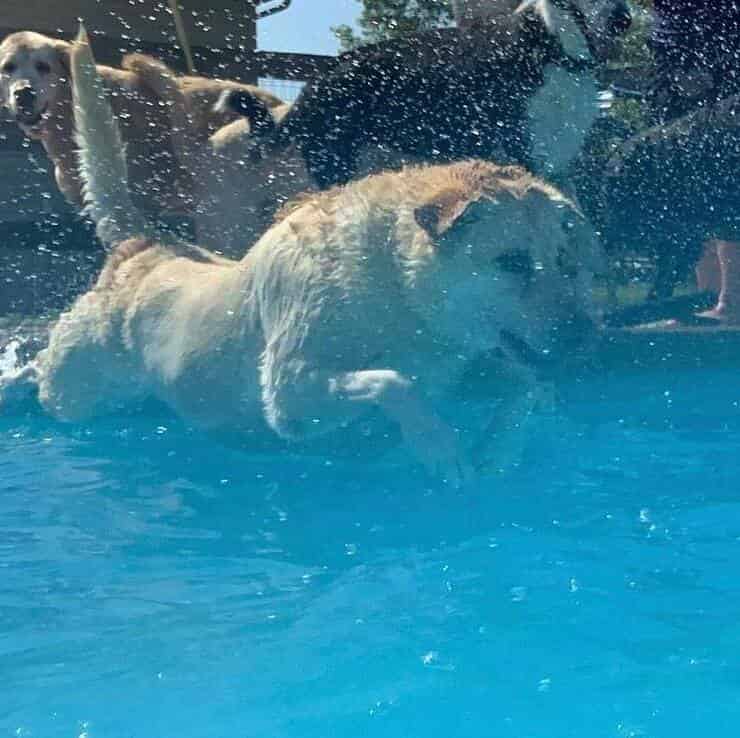 Cane che si diverte in piscina (Screen Instagram)