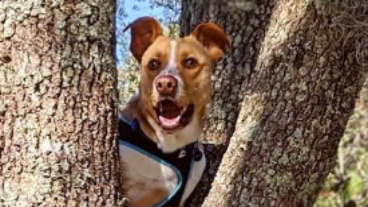 A Che Età Il Cane Sceglie Il Padrone