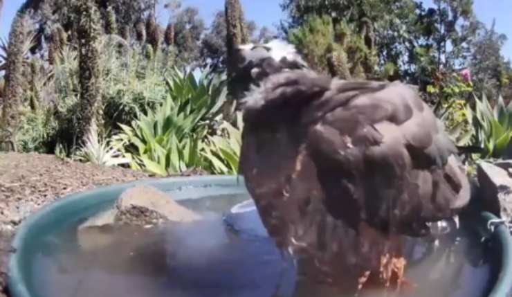 Falco si fa il bagno (Foto video) 
