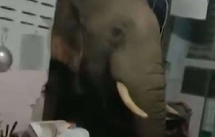L'elefante concentrato (Foto video)