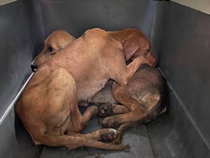 Cuccioli salvati dalla Clinica DUEMARI (Screen Facebook)