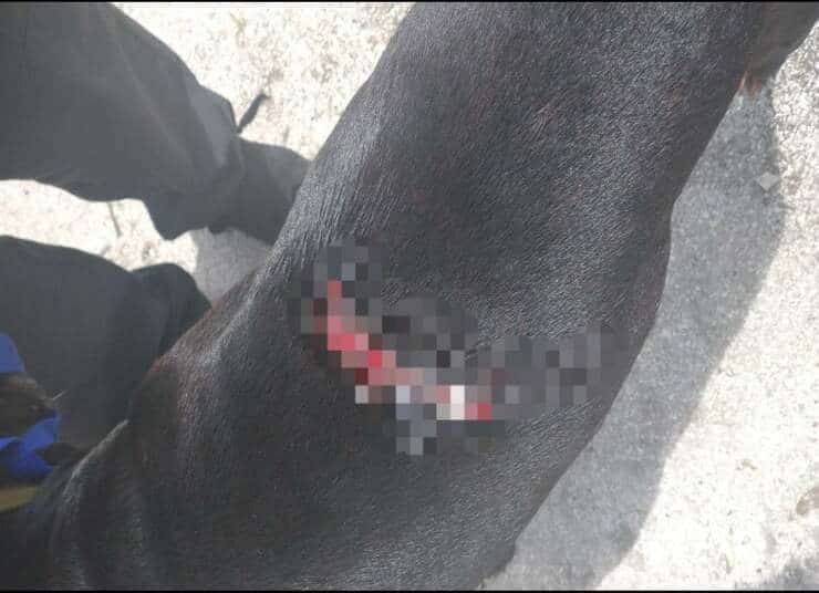 Ferita alla schiena del cane attaccato con un machete (Screen Twitter)