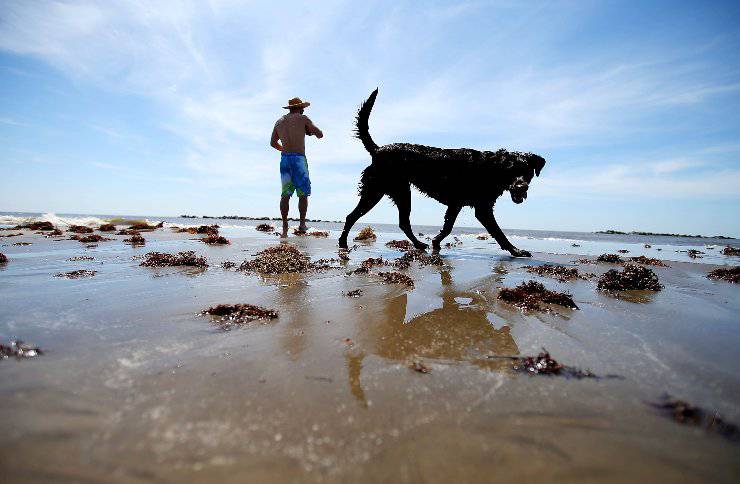 Cane in spiaggia