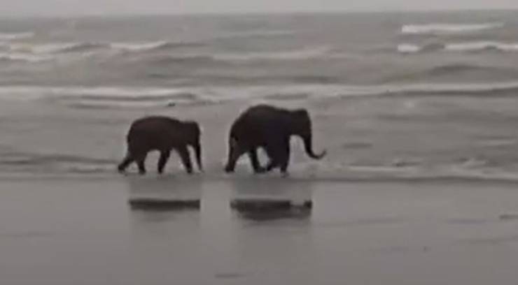 Elefanti Mare Salvati Video