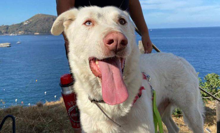 Cane Fiocco Trovato Pollaio