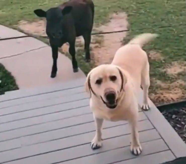 Il ritorno a casa del labrador insieme al vitellino (Screen video Twitter)