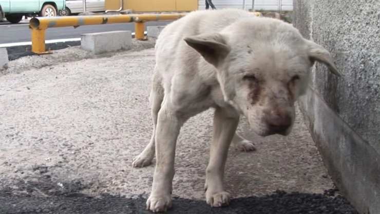 Cane depresso per la perdita della padrona (Foto dominio pubblico)