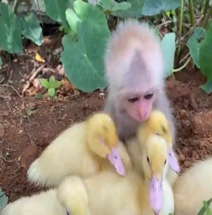 La scimmietta e i suoi anatroccoli (Screen video Youtube)