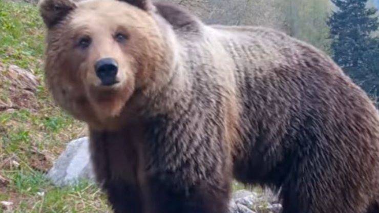 Orso Lupi Fototrappola Video Trentino 