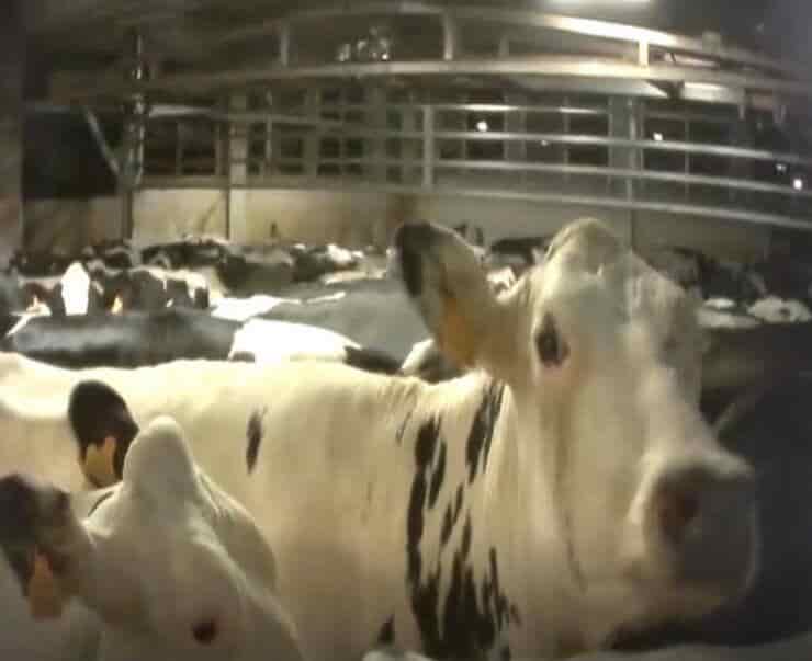 Mucche nella filiera (Screen video Youtube)