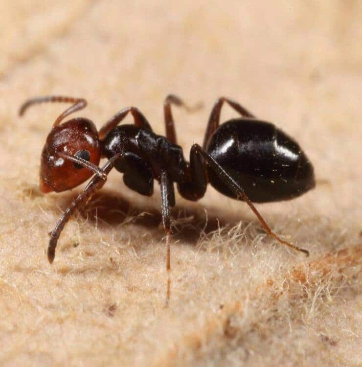 Nuova specie formiche scoperta (Screen Facebook)