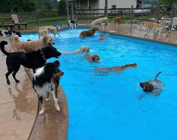 Ospiti della struttura in piscina (Screen Instagram)