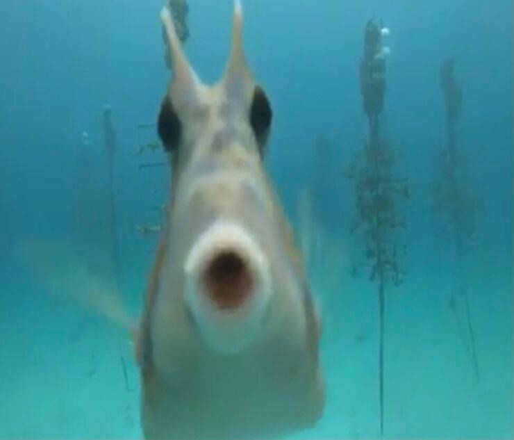 Pesciolino curioso (Screen video Facebook)