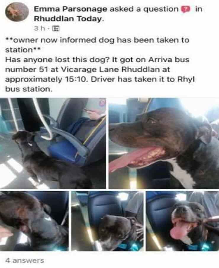 Post sulla presenza di un cane a bordo di un autobus (Screen Facebook)