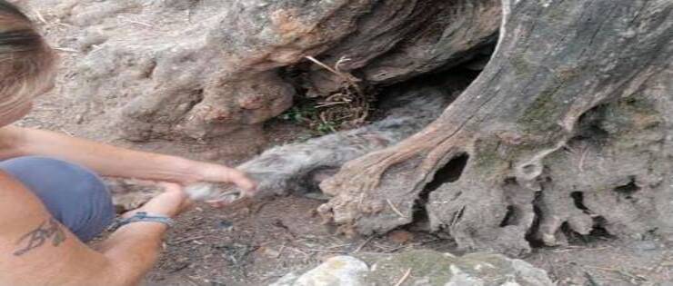 Salvataggio cuccioli nascosti radice ulivo (Screen Facebook)