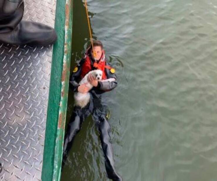 Salvataggio ragazzo e cucciolo tirati fuori dal fiume Hudson (Screen Twitter)
