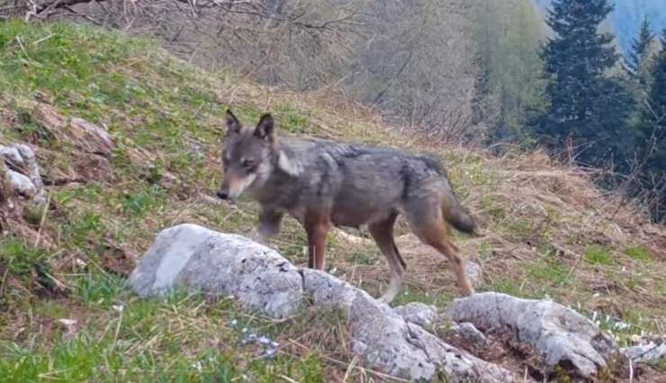 Orso Lupi Fototrappola Video Trentino 