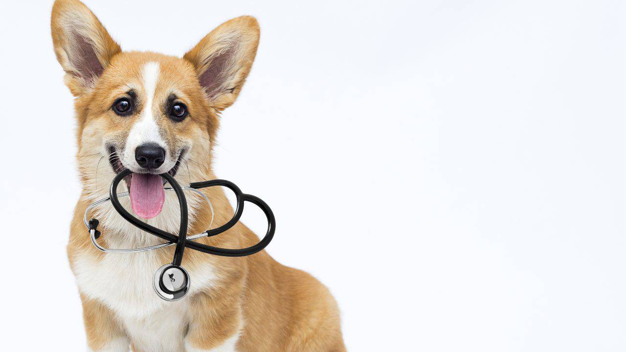 acondroplasia cane