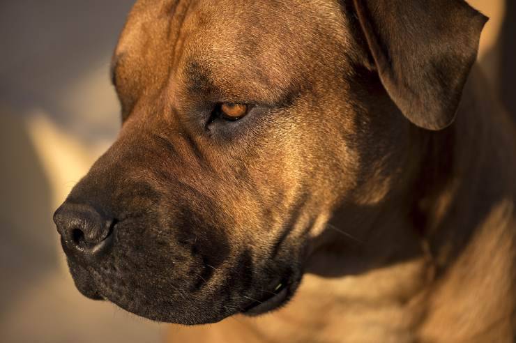 Alimentazione del Boerboel