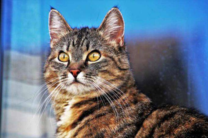 Come Conquistare La Fiducia Di Un Gatto