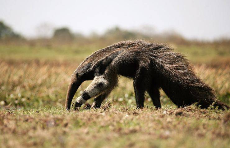 Animali insettivori: formichiere