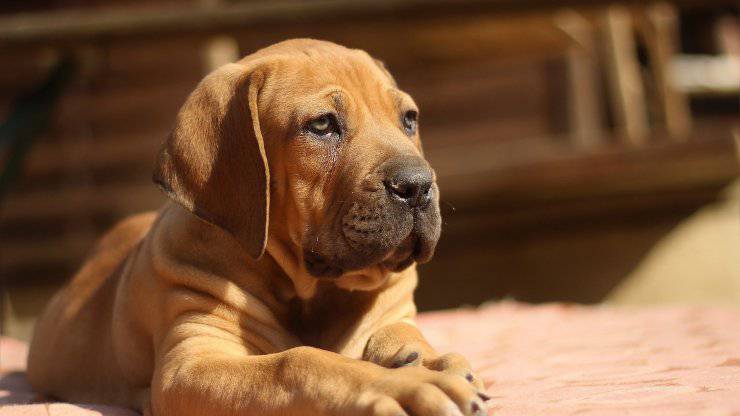 Alimentazione del Boerboel