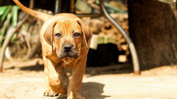 Malattie più comuni del Boerboel