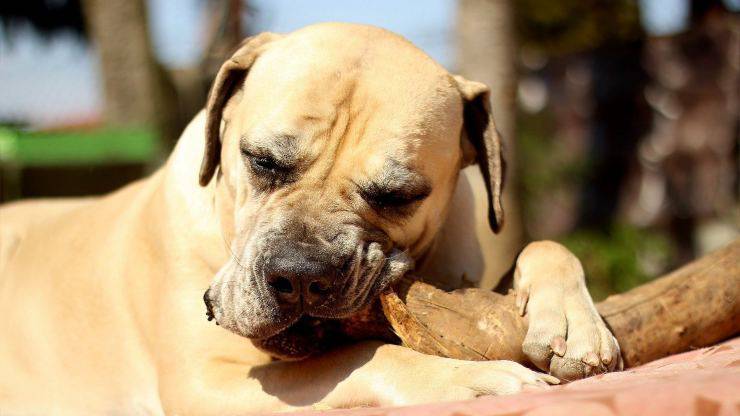 Curiosità sul Boerboel