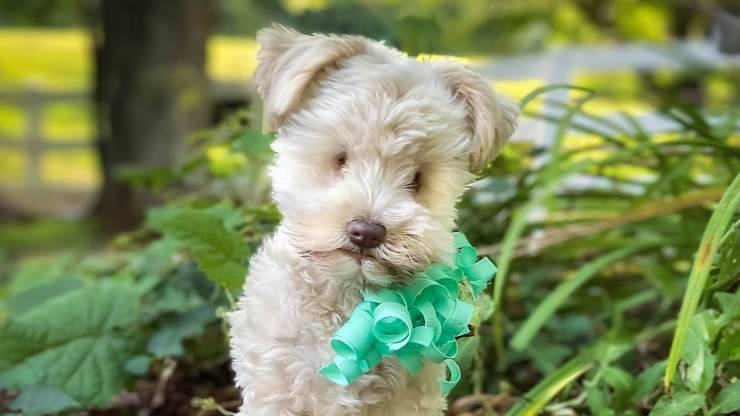 Cagnolina cieca (Foto Facebook)