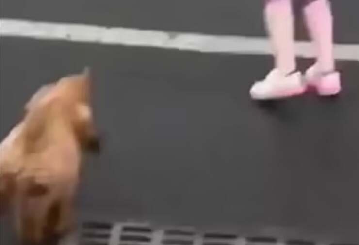  la donna che ha incitato il cane ad andare nella strada trafficata (Screen Video)