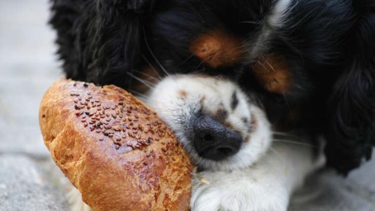 cane può mangiare semi di sesamo