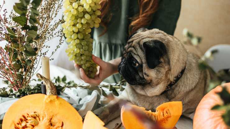 cane può mangiare semi zucca