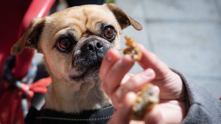 cane raccoglie schifezze per strada