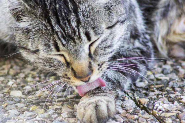 Come Conquistare La Fiducia Di Un Gatto