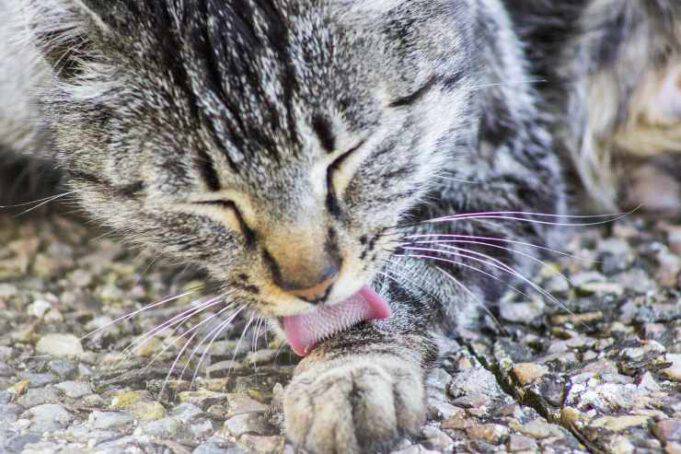 Come Conquistare La Fiducia Di Un Gatto