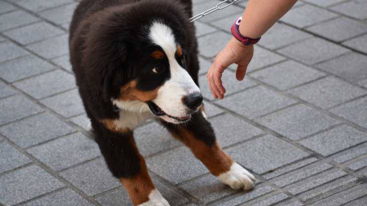 come avvicinarsi ad un cane timido