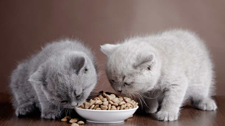 come leggere etichette cibo gatti