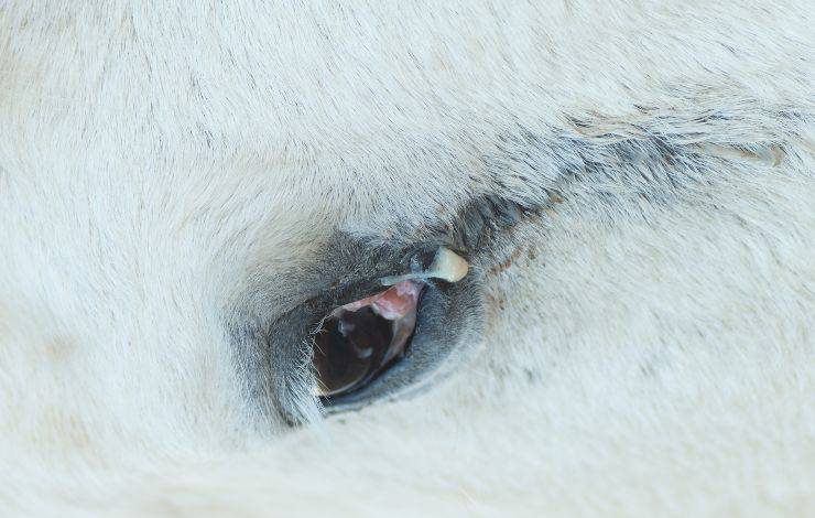 occhio cavallo