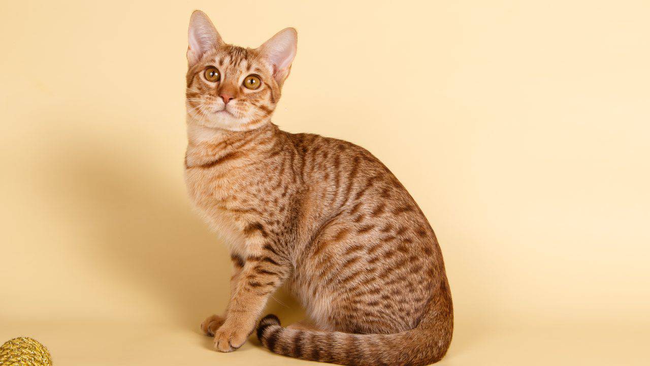 curiosità ocicat