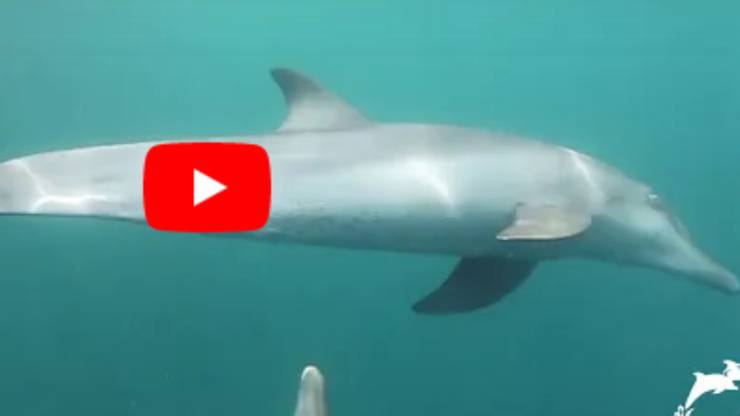 I delfini a nuoto (Foto video)