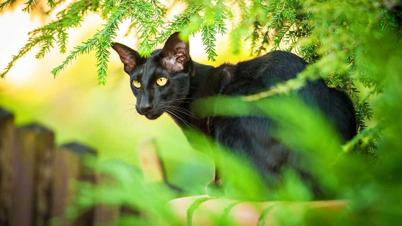 Differenza oriental shorthair siamese