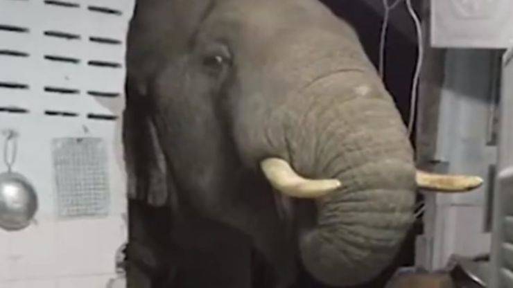 L'elefante che ha fame (Foto video)