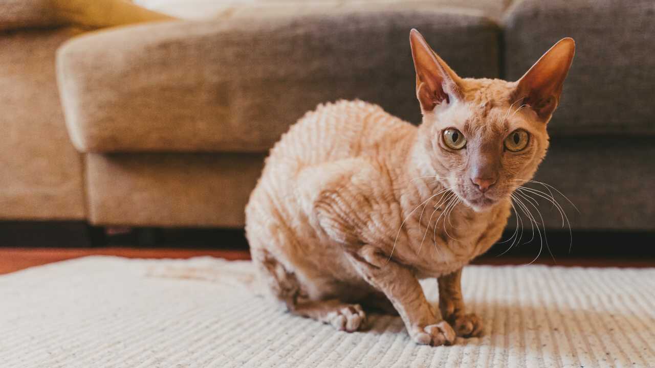 gatto peterbald