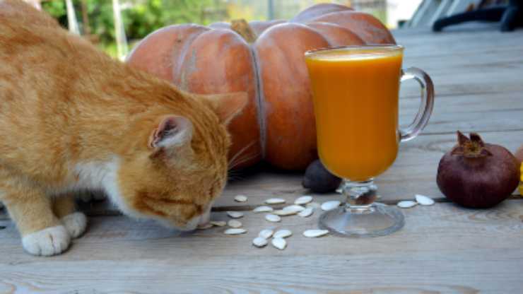 gatto può mangiare semi zucca 