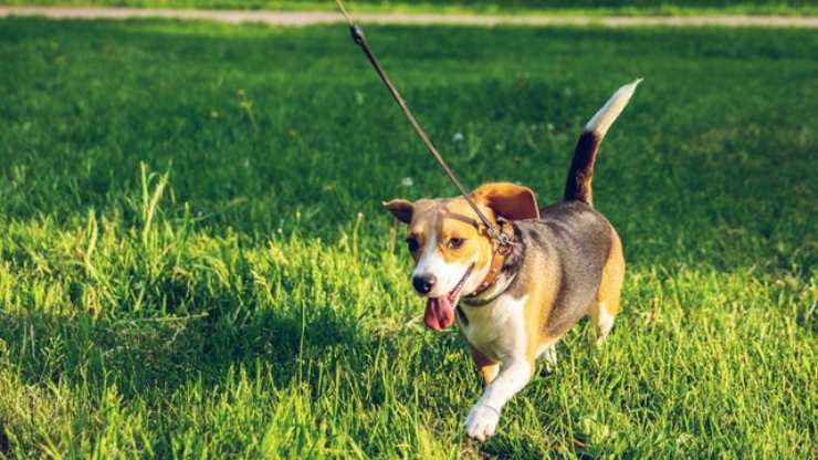 giochi da fare con cane passeggiate