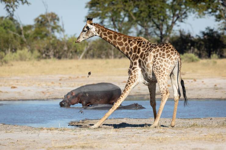 giraffa e ippopotamo