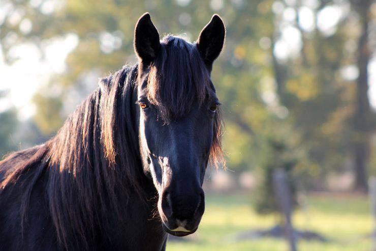 Come rinfrescare il cavallo in estate