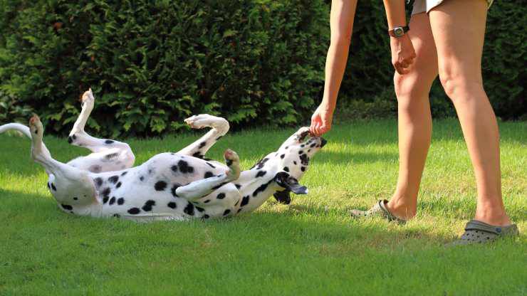 insegnare al cane a rotolare 