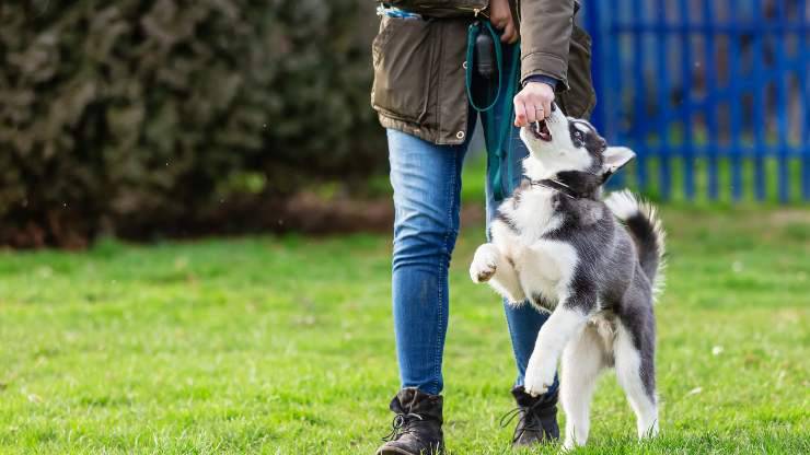 insegnare slalom tra gambe al cane