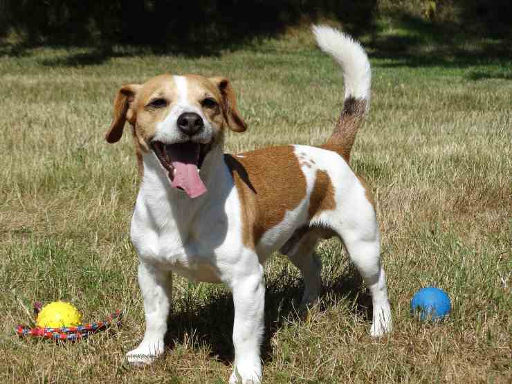 Cani che hanno bisogno di fare movimento